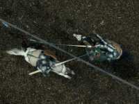 ��� �������