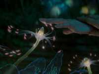 ��� ���������