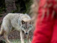 ��� ����