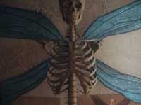 �������� ���