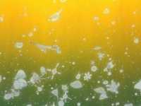 ����� ����� �� �����