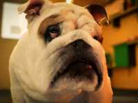 �� ������� ����