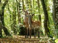 �����. ������� ����� � ����